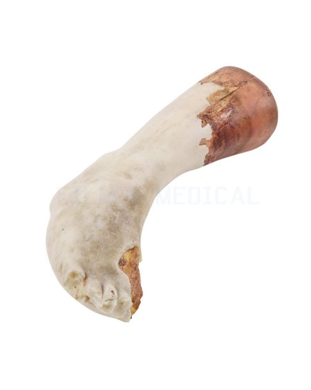 Fake Severed Foot 